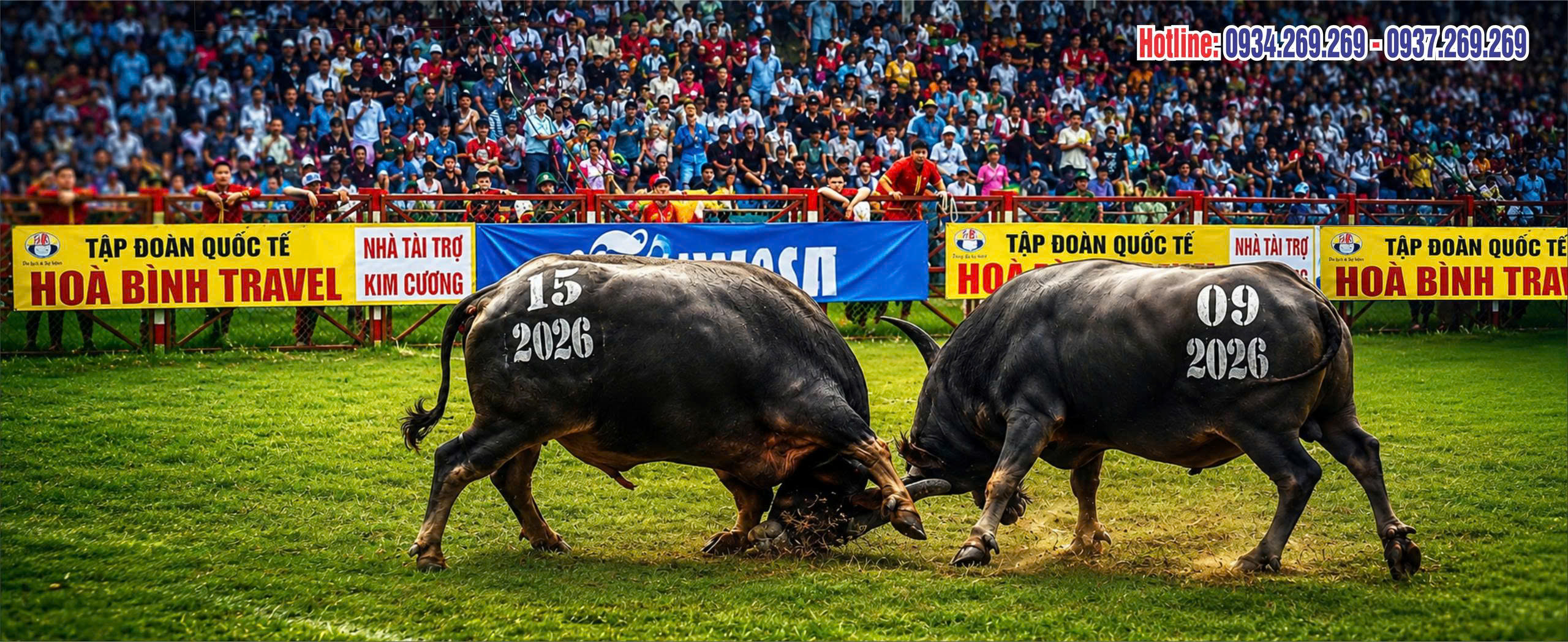 Buffalo Fighting Festival - Do Son